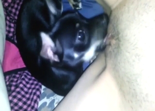 Black dog loves zoo sex: oral pleasure in HQ