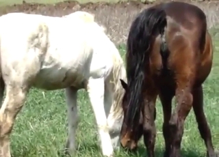 Close-up action with two horses that fuck hard