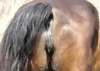 Close-up action with two horses that fuck hard