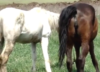 Close-up action with two horses that fuck hard