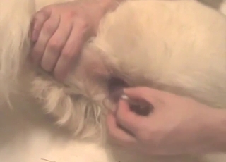 White Retriever is going to get fingered