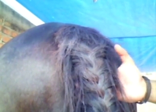 Horse pussy presentation and then hard sex