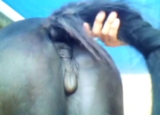 Horse pussy presentation and then hard sex