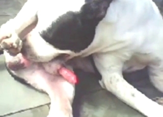 Solo Pitbull sucking his own penis for fun