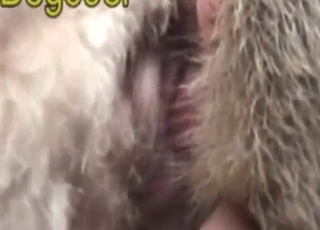 Sheep gets fucked by a dog in a messy movie