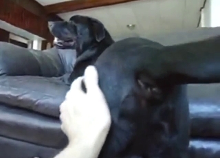 Guy is going to finger that black Lab for fun