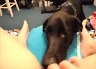 POV pleasure featured with a black dog licking