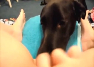 POV pleasure featured with a black dog licking