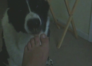 Toe-sucking animal makes it intentions clear