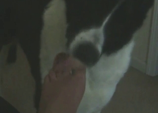 Toe-sucking animal makes it intentions clear