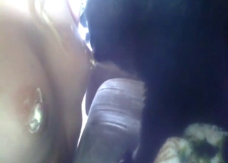 Hot feline animal is going to lick human pussy