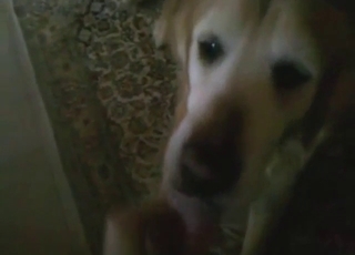 Dog licks nice dick in a POV scene with moans