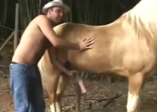 Stallion is going to flaunt its cock to seduce
