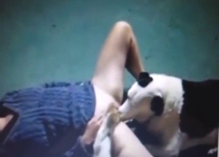 White dog is going to lick her pussy big time