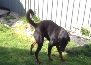 Rottweiler dog shows off in a piss solo movie