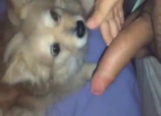 Guy's long cock is going to get licked by a dog