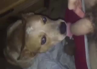 Zoophile porn shows a dog sucking nice penis