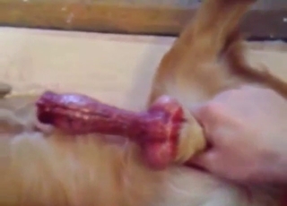 Zoo porn looks mad hot with a guy jerking dog