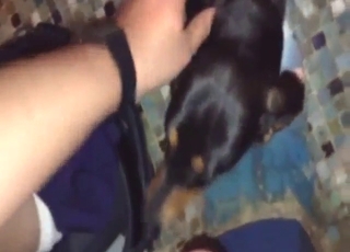 Zoophile flaunts that dick in front of a dog