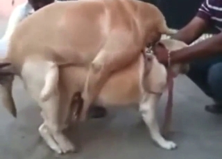 Bestiality porn shows two dogs mating outside