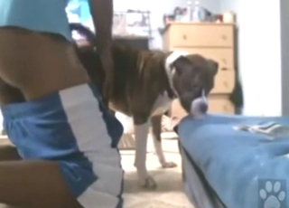 Zoo porn looks great as there's dog who loves anal