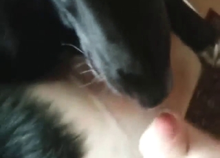 Zoo porn shows a black dog licking a guy's dick