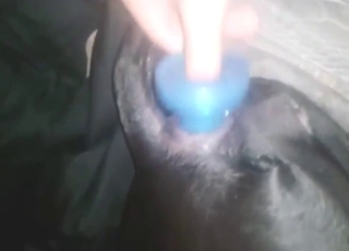 Zoo sex anal porn with a black dog that gets off