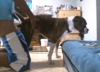 Zoophile with a nice dog is about to screw a dog