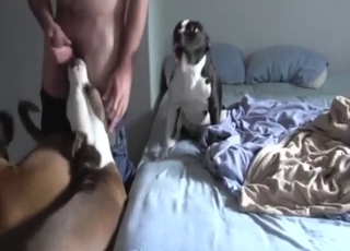 Zoo sex scene with a guy who wants to fuck dogs