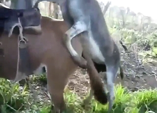 Horse with a wet pussy gets fucked by donkey