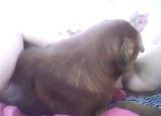 Dog uses its tongue to pleasure a teen's pussy