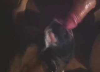 Slutty boxer dog is going to take his hot semen