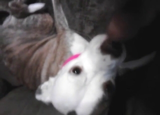 Oral zoophile porn with a hot animal sucking