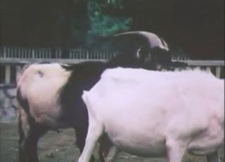 Goat bestiality sex with vintage beasts CUMMING