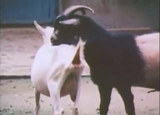 Goat bestiality sex with vintage beasts CUMMING