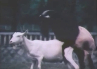 Goat bestiality sex with vintage beasts CUMMING