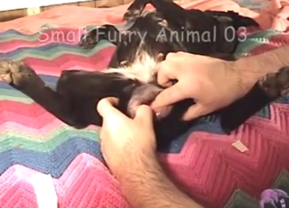Dildo bestiality porn with a sexy animal moaning