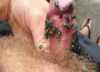 Amazing zoo XXX with flies massaging cock