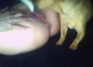 Vorspiel bei Bestiality Sex mit einem sexy Hund