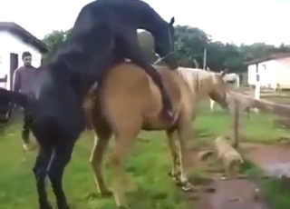 Every zoophile turns into a voyeur for horses