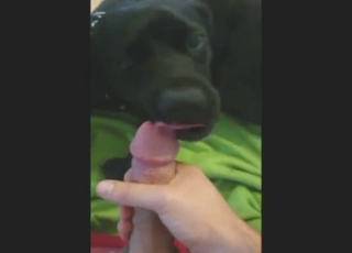 Hard-dicked dude is going to feed his cock to dog