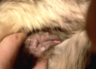 Messy POV creampie with a slutty animal filled