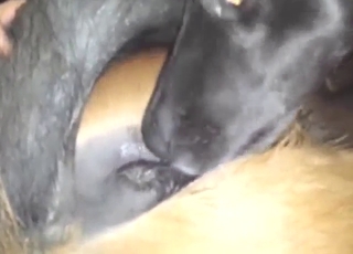 MILF Labrador dog gets fucked silly from behind
