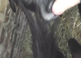MILF Labrador dog gets fucked silly from behind