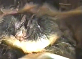 Dude with a hairy cock figuring it out with a dog