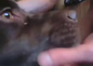 야성의 욕망이 가득한 짖는 개의 혀로 매끄럽게 핥히는 호르몬의 꼬기