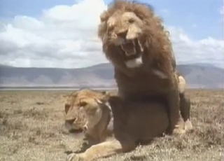 Lioness gets totally ravaged by a dominant lion