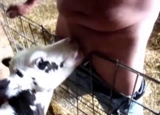 Lamb licks a dick of a perverted zoophile male