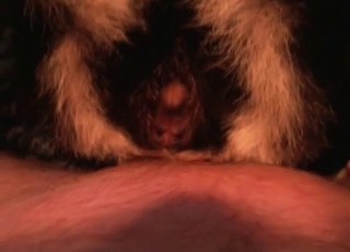 Ek zoophile aur ek horny janwar ke beech close up action