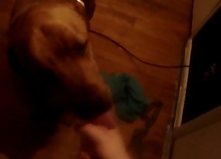 Dog sucking off the large cock of his passionate owner